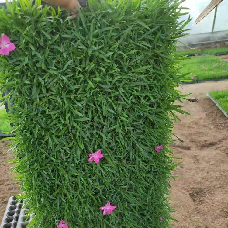欧石竹 泳泽花卉 欧石竹小苗 国内培育 价格 好成活的