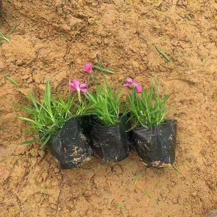 欧石竹 泳泽花卉 欧石竹小苗 欧石竹 出售 大量供应