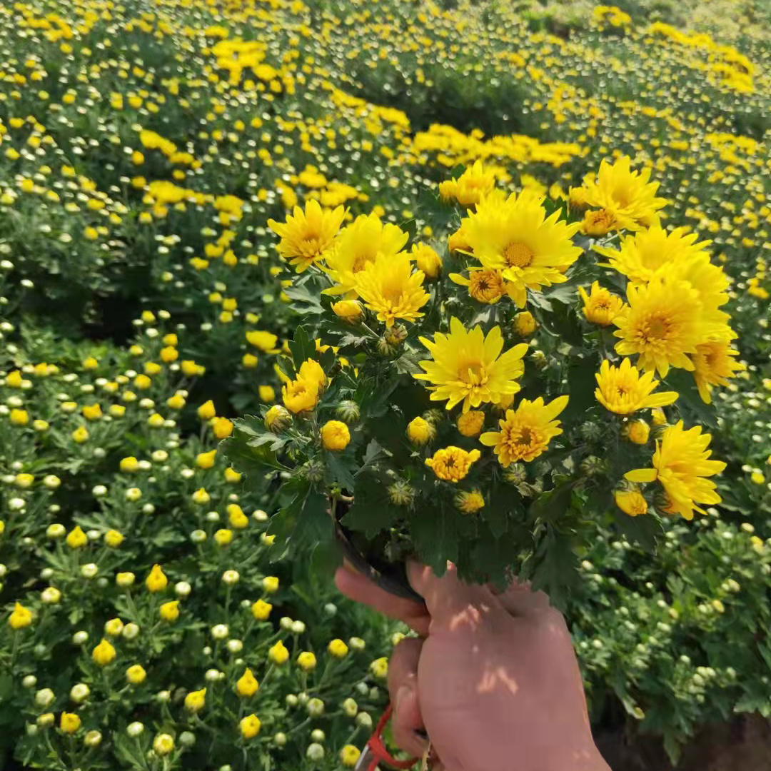 山东花卉种植基地供应千头菊盆栽 千头菊盆栽 量大价优