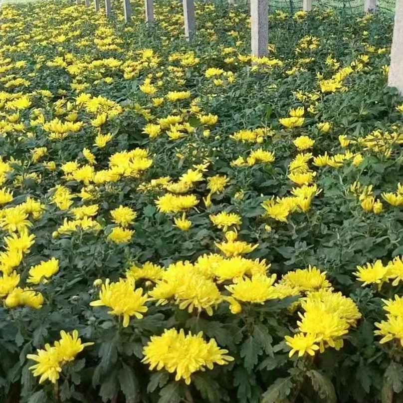 山东久顺花卉基地出售国庆菊盆栽 国庆菊盆栽发售