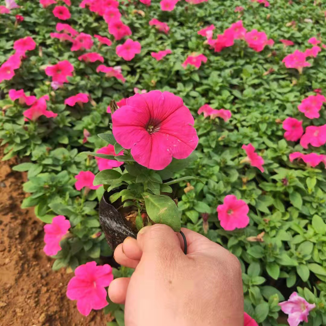 牵牛花盆栽种植基地 草花花卉苗圃 牵牛花盆栽价格