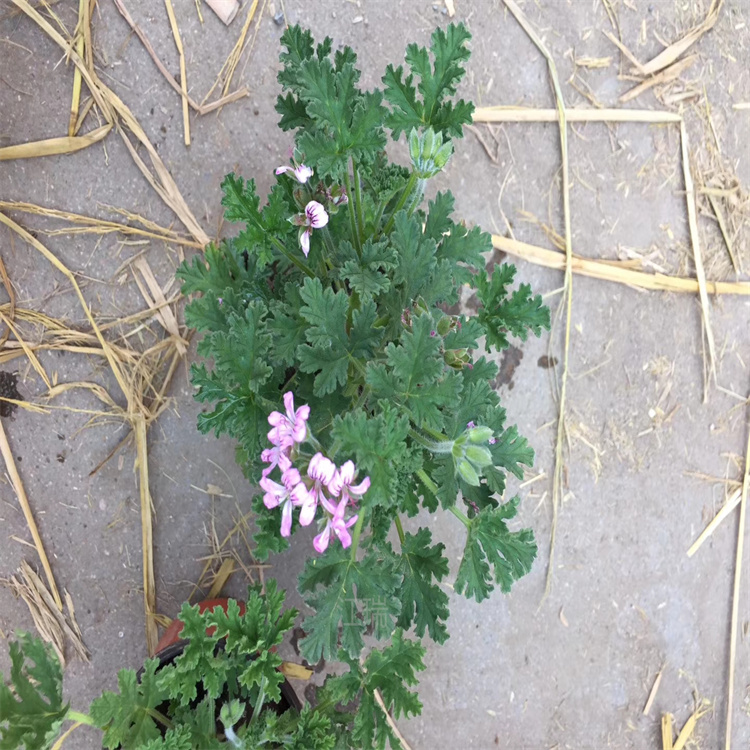 驱蚊草室外庭院绿化花卉 驱蚊草路旁绿化 驱蚊草成品苗 成活高 江瑞园艺
