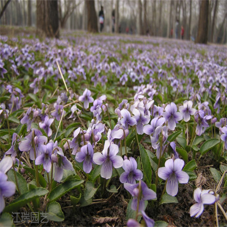 山东青州紫花地丁成品苗基地 紫花地丁绿化常用苗 成活高 养护成本低 江瑞