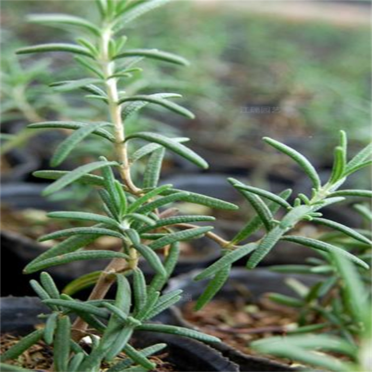迷迭香可植于公园 厂区 道路两侧 迷迭香景区绿化用苗 江瑞园艺