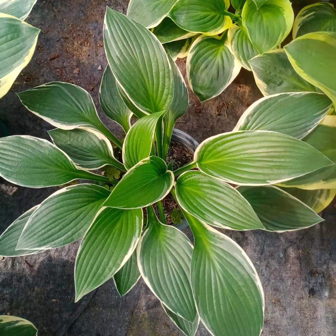 【凯洋】花卉苗圃出售玉簪盆栽 品种玉簪发售价格