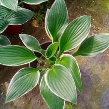 山东种植基地出售品种玉簪小苗 品种玉簪小苗 小苗批发