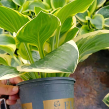 品种玉簪杯苗种植基地 品种玉簪杯苗发售 凯洋花卉