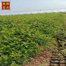 批发红王子锦带 绿化用锦带小苗 红王子锦带营养杯价格 青州海润花卉