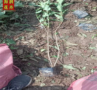 基地直供红王子锦带苗 落叶灌木红王子锦带绿化用苗 青州海润花卉