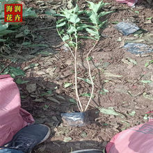 基地直供红王子锦带苗 落叶灌木红王子锦带绿化用苗 青州海润花卉