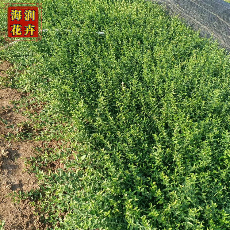 小叶扶芳藤 扶芳藤小苗批发 攀爬植物扶芳藤营养杯 海润花卉