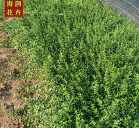 小叶扶芳藤 扶芳藤小苗批发 攀爬植物扶芳藤营养杯 海润花卉