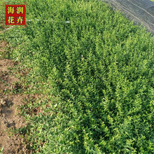 小叶扶芳藤 扶芳藤小苗批发 攀爬植物扶芳藤营养杯 海润花卉