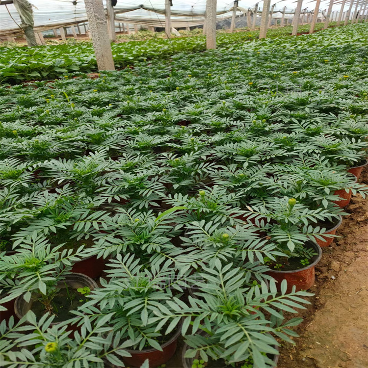 万寿菊成品苗基地 万寿菊组摆常用花卉 万寿菊景区种植花卉 欢迎来电咨询