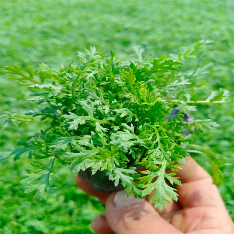 青州蓍草路旁绿化 护坡绿化蓍草批发 蓍草种植地出售 欢迎选购