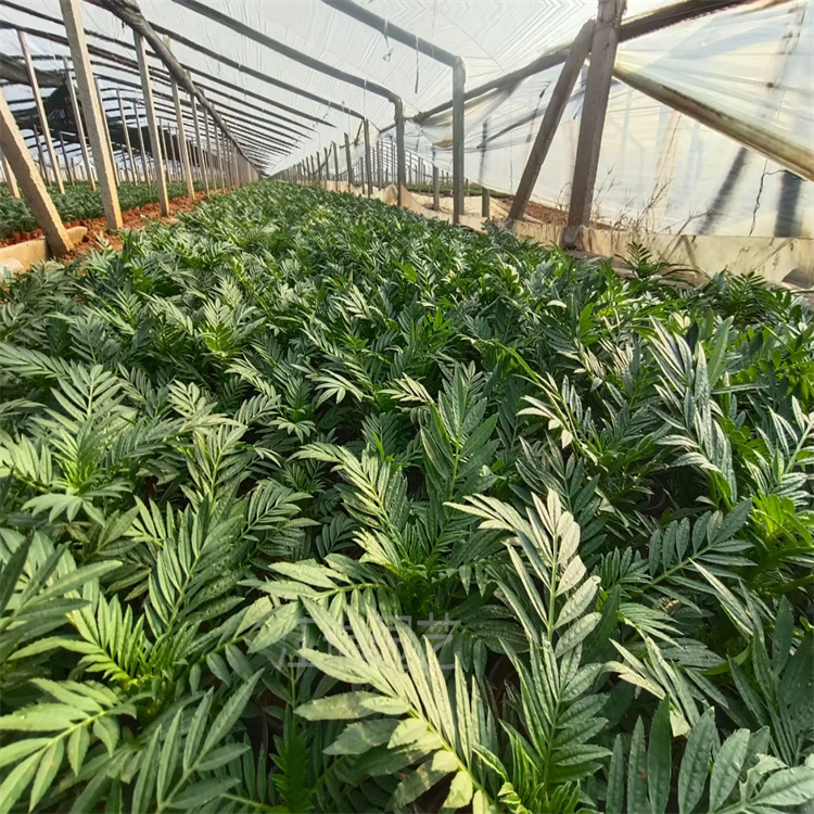 北京广场摆放花卉万寿菊 万寿菊节日常用草花 万寿菊花海种植花卉批发