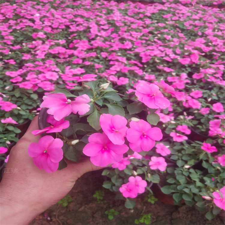 山东非洲凤仙组摆常用花卉 非洲凤仙公园种植花卉 非洲凤仙移栽成活高