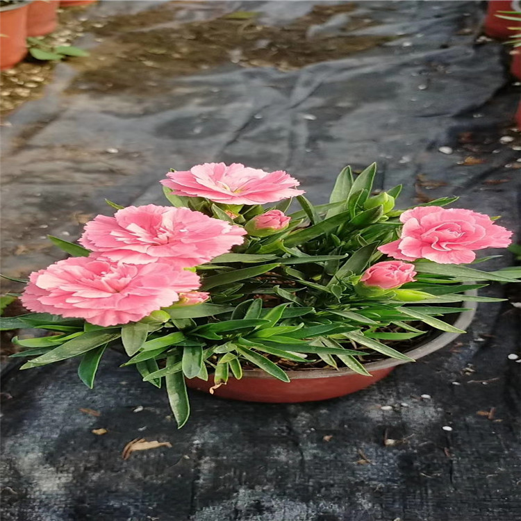 美国石竹景区种植花卉 美国石竹繁殖基地 美国石竹路旁绿化花卉 夏杰花卉基地