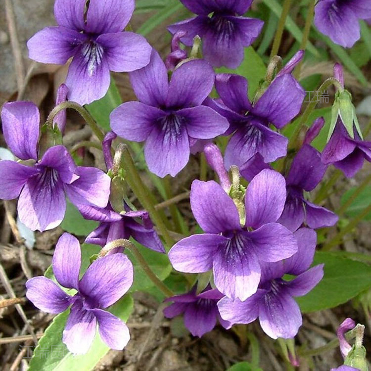 紫花地丁培育基地 紫花地丁成片种植 紫花地丁数量多 价格低 欢迎致电咨询