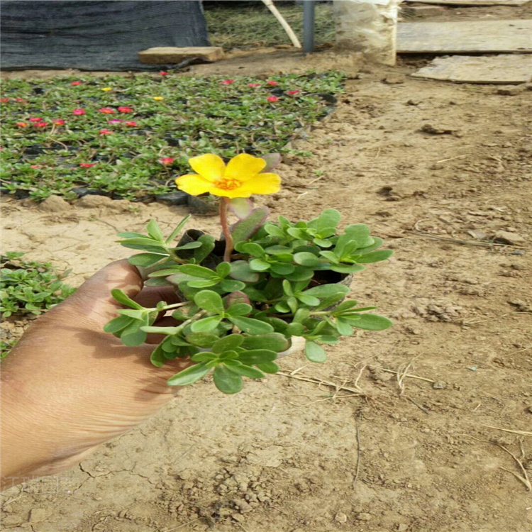 大花马齿苋种子培育 太阳花种植地销售 重瓣太阳花多色系花卉 欢迎选购