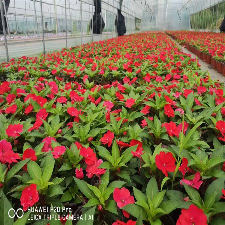 超级凤仙花坛种植花卉 超级凤仙种子培育基地 欢迎咨询