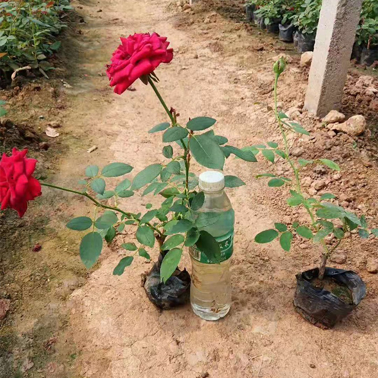 红帽子月季出售 红帽子月季 青州绿化苗木 大量供应