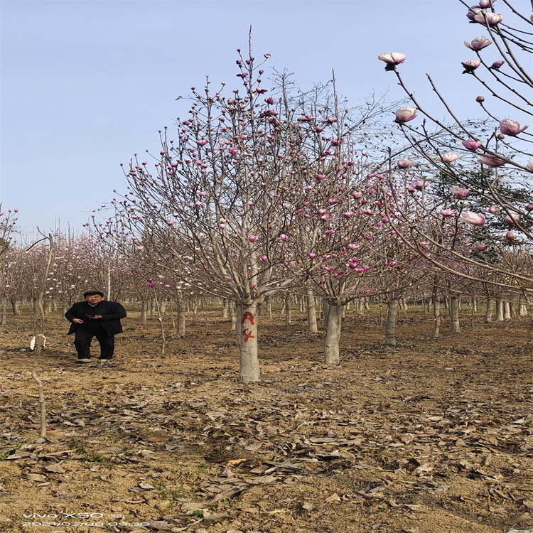 红玉兰售卖基地 娇红一号玉兰树质优价廉 玉兰树常年供应 欢迎选购