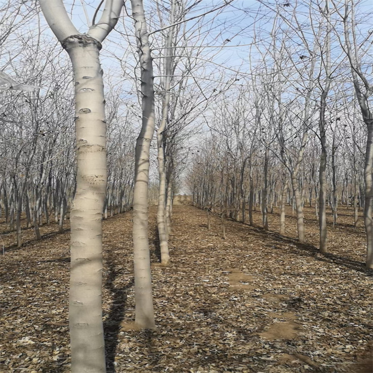 红枫种植基地 美国红枫园林绿化常用树木 日本红枫土球发货 欢迎咨询江瑞