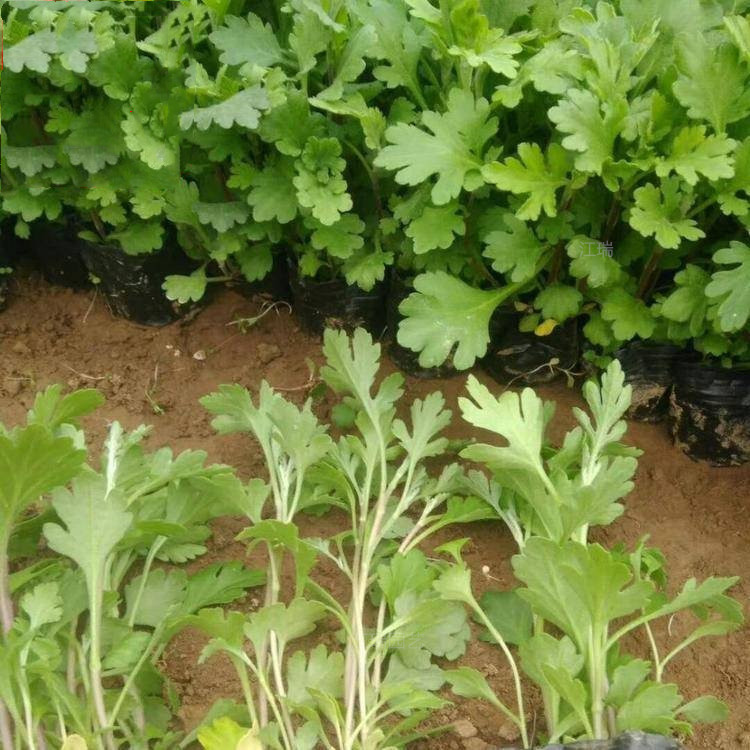 地被菊花境常用花卉 地被菊种子批发 地被菊成品苗基地 欢迎选购