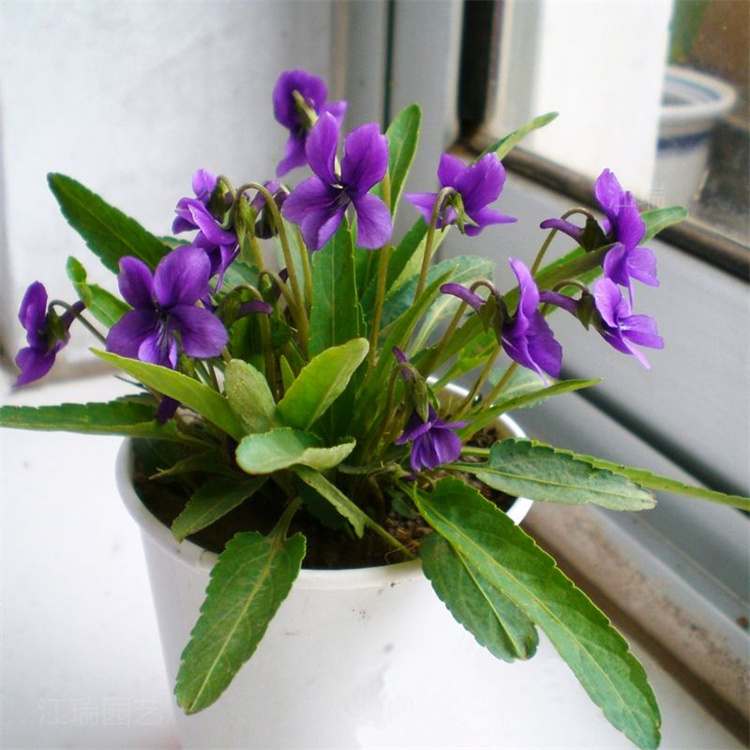 紫花地丁量大优惠 紫花地丁植株粗壮 耐寒花卉紫花地丁 四季种植 江瑞