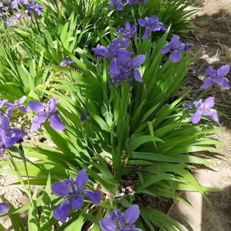 绿化植物 鸢尾批发 山东鸢尾小苗种植基地  期待询价