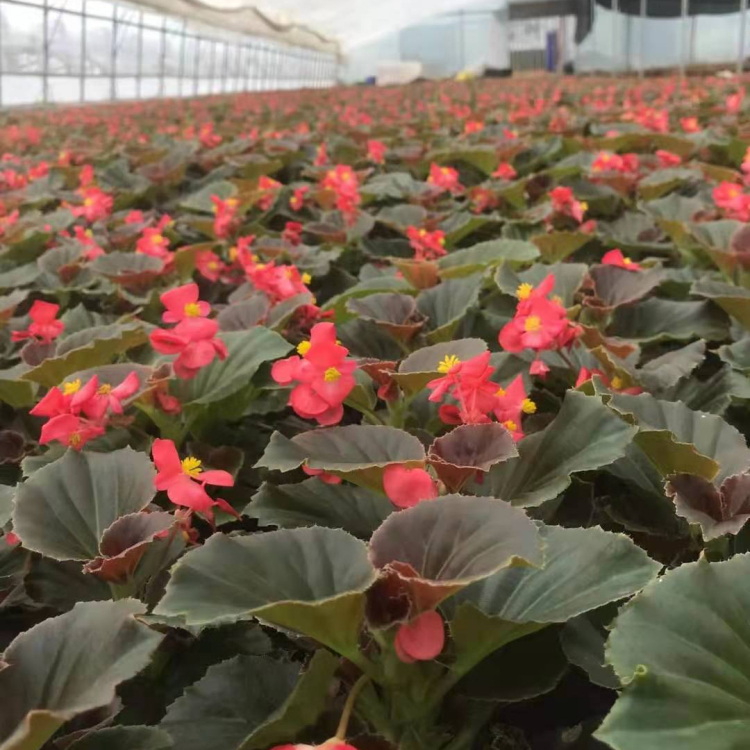 四季海棠小苗  价格优惠   双色盆四季海棠盆栽  绿化植被