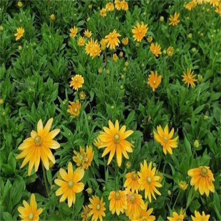 金光菊山东苗圃出售 金光菊景区花海种植花卉 夏杰花卉一手货源 无中介