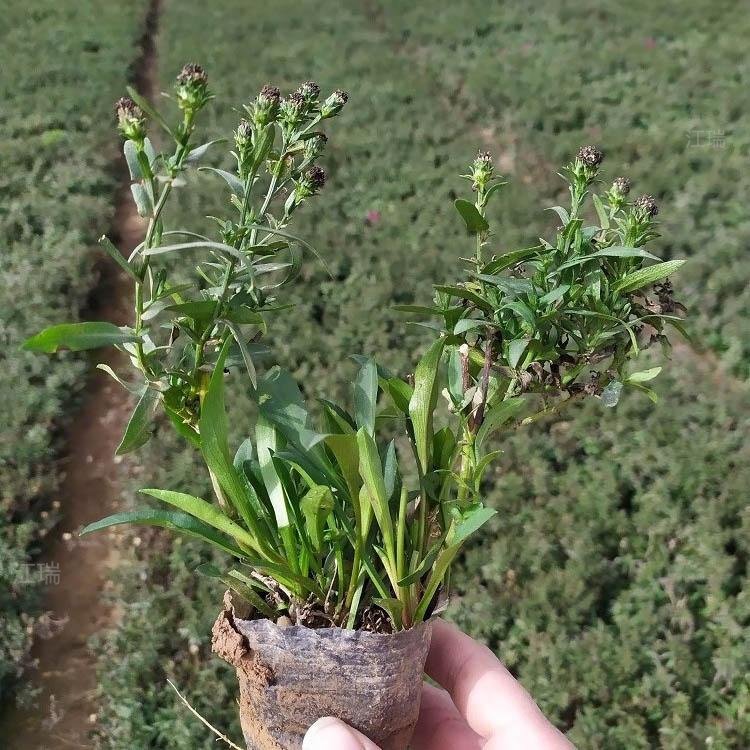荷兰菊种植地出售 荷兰菊花姿优美 荷兰菊花境观赏花卉 欢迎咨询