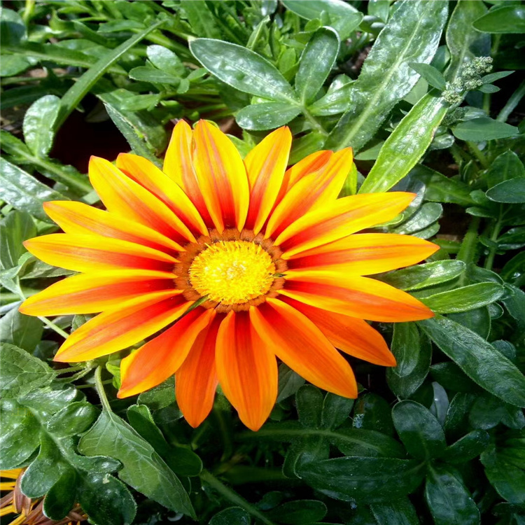 青州勋章菊繁育基地 勋章菊花境观赏花卉 勋章菊观赏价值高 欢迎选购
