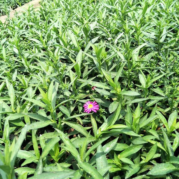 山东荷兰菊景区花卉系列花卉 荷兰菊花径种植花卉 荷兰菊大量上市 夏杰花卉一手货源 无中介