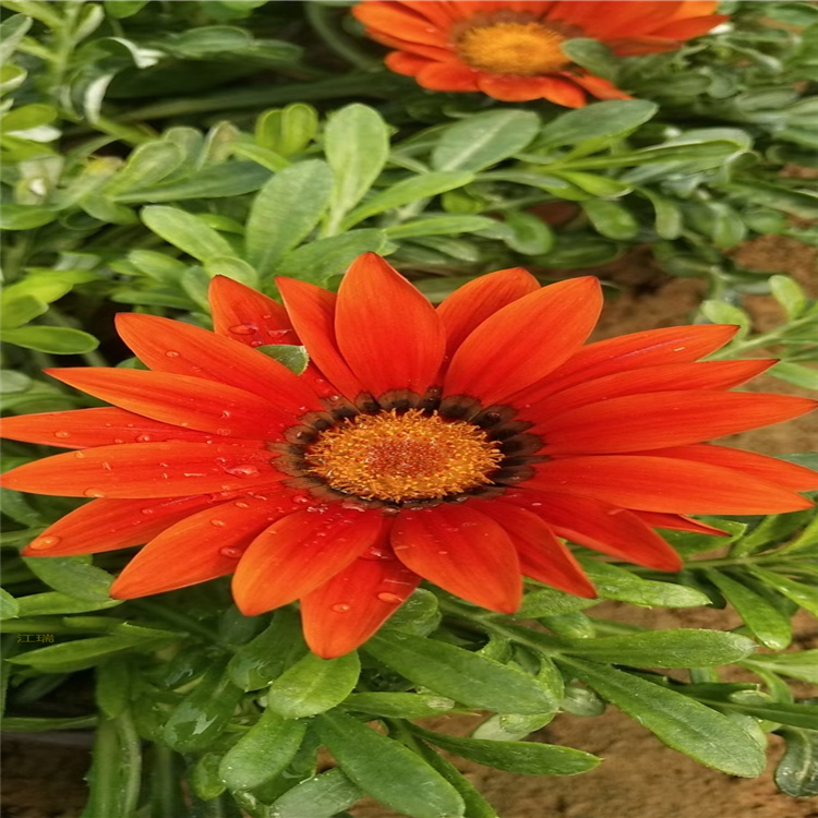 勋章菊种植地出售 勋章菊多色系花卉 勋章菊现货供应 夏杰花卉