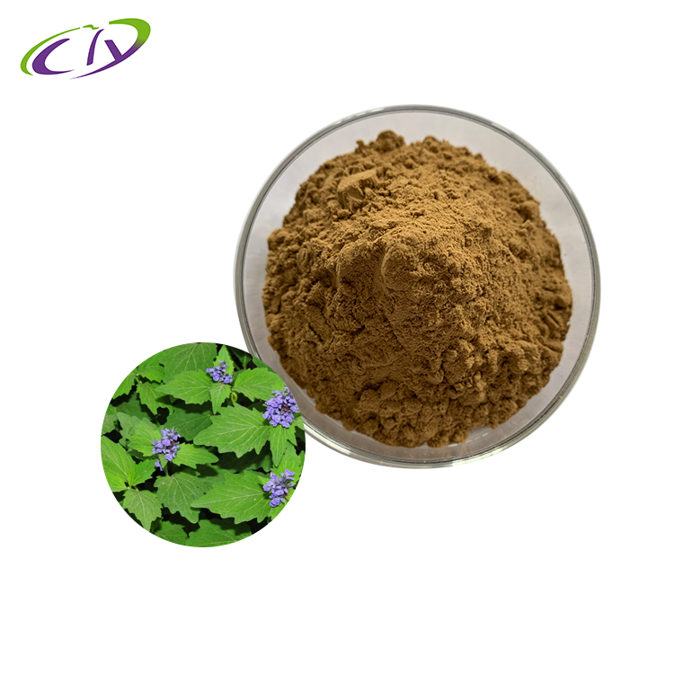 慈缘生物 SC厂家 筋骨草提取物10:1 筋骨草粉 片剂胶囊原料
