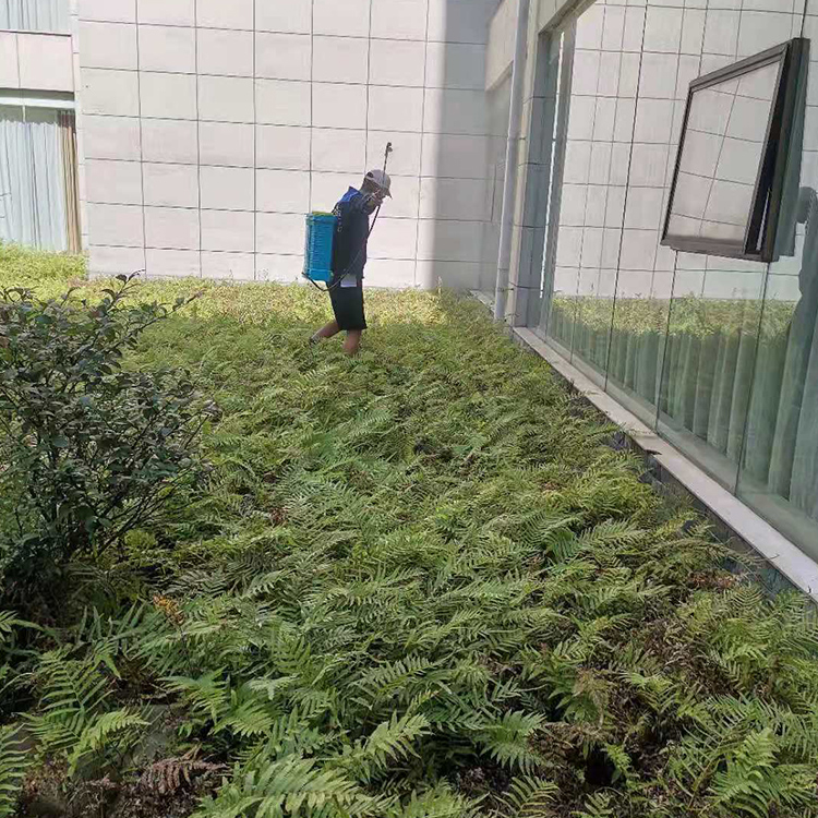专业杀虫灭老鼠 专业杀虫灭蟑螂 专业消灭四害公司 病虫害 病虫害防治