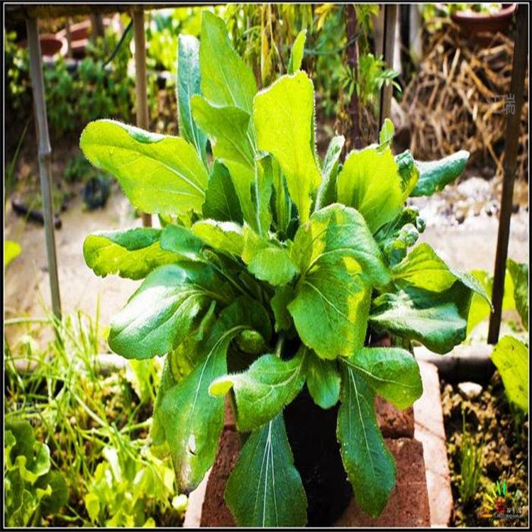 湖北黑心菊大量种植 黑心菊适应能力强 黑心菊花海工程花卉
