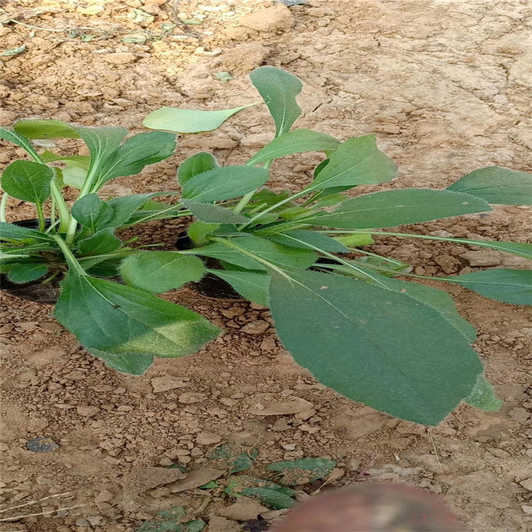 金光菊花境观赏花卉 金光菊花海种花卉 金光菊常年供应 欢迎咨询