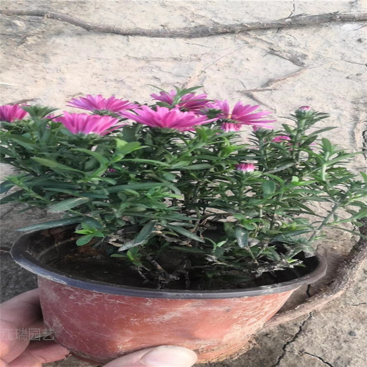 河北荷兰菊批发中心 荷兰菊大型供应商 荷兰菊花境观赏花卉 江瑞