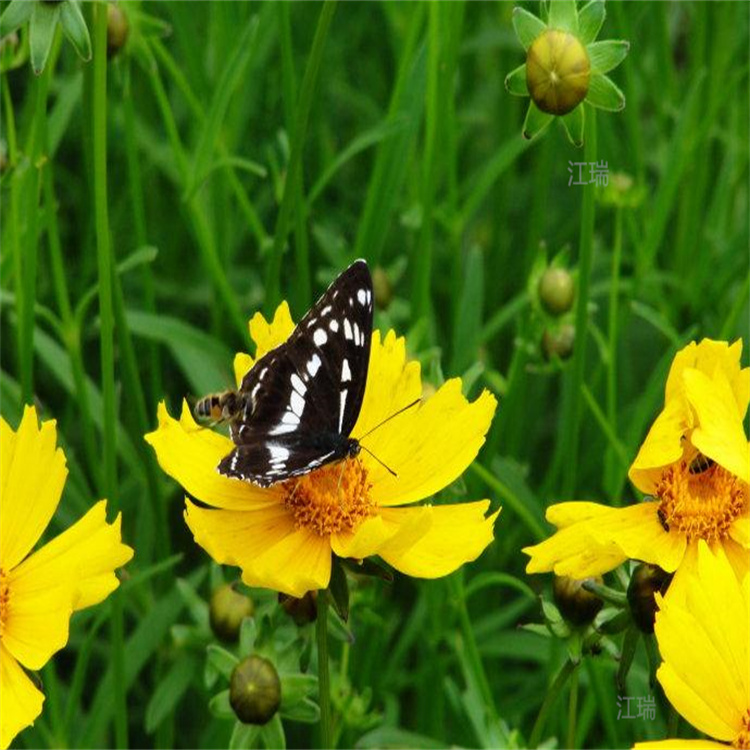 金鸡菊花海种子 大花金鸡菊公园绿化花卉 金鸡菊成品苗基地 江瑞