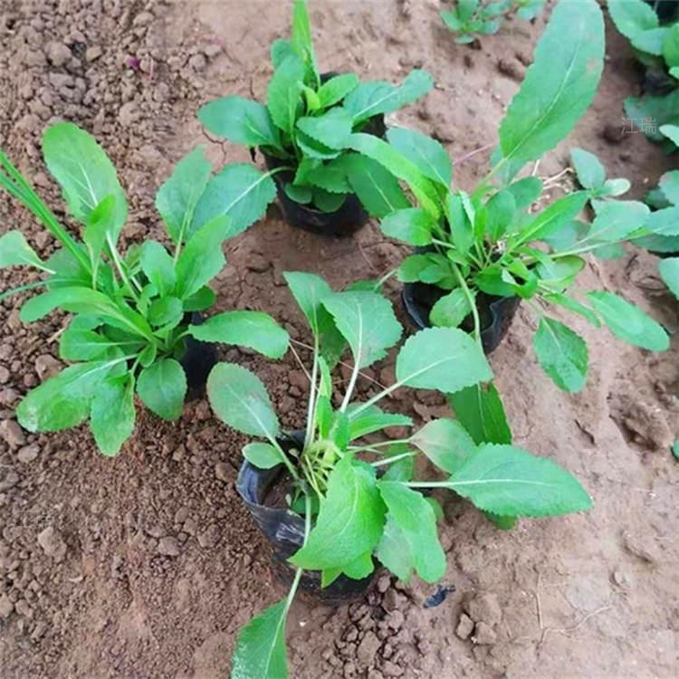 河南黑心菊园林绿化花卉 黑心菊花坛常用种植花卉 黑心菊花海 江瑞园艺