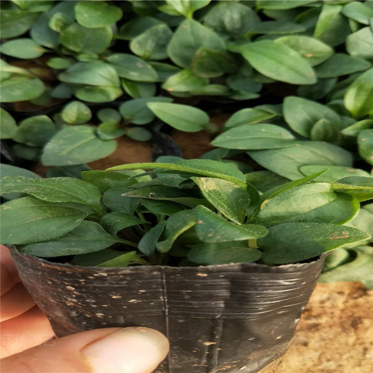 河南金光菊批发供应 金光菊园林绿化花卉 金光菊观赏价值高