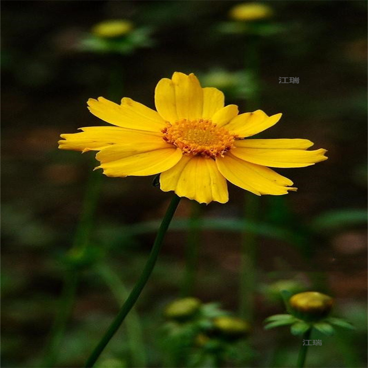 河北金鸡菊花海种子批发 金鸡菊大型供应商 大花金鸡菊观赏价值高