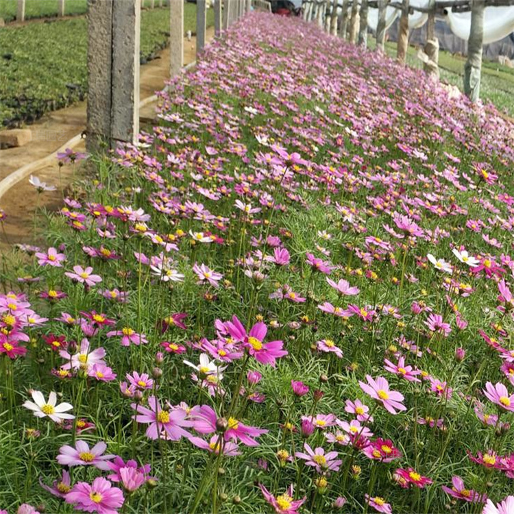 河北格桑花成品苗基地 波斯菊多色系花卉 波斯菊质优价廉 欢迎咨询