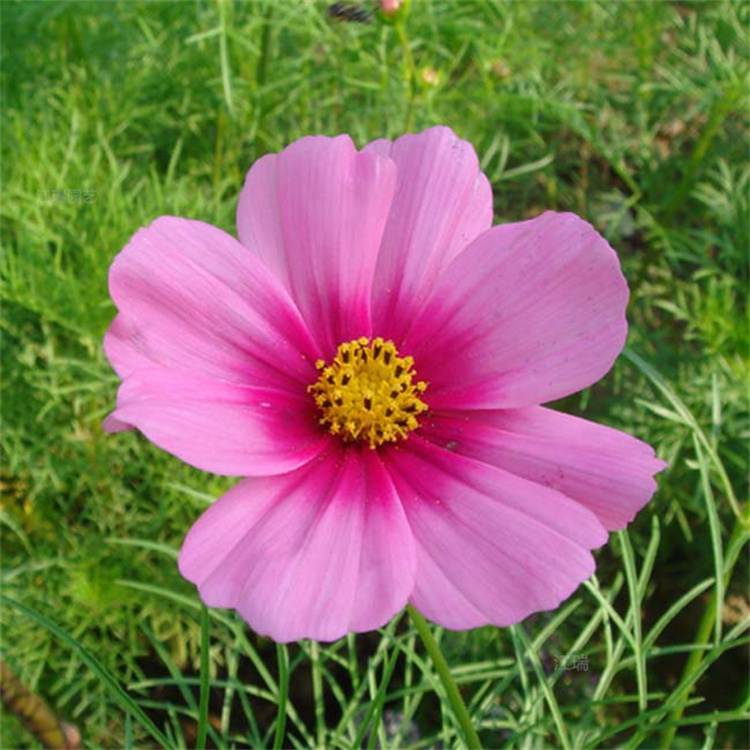 河南波斯菊供应基地 波斯菊农户价格 格桑花花境观赏花卉 夏杰花卉