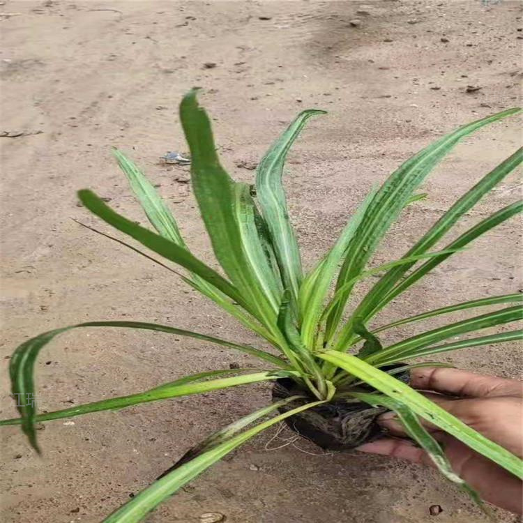 河南蛇鞭菊园林绿化常用花卉 蛇鞭菊花期长 蛇鞭菊种子批发 夏杰花卉