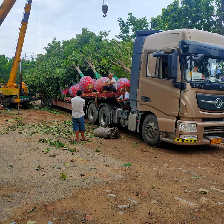 畅春苗木供应12公分楸树 喜光耐寒 基地定植优质楸树